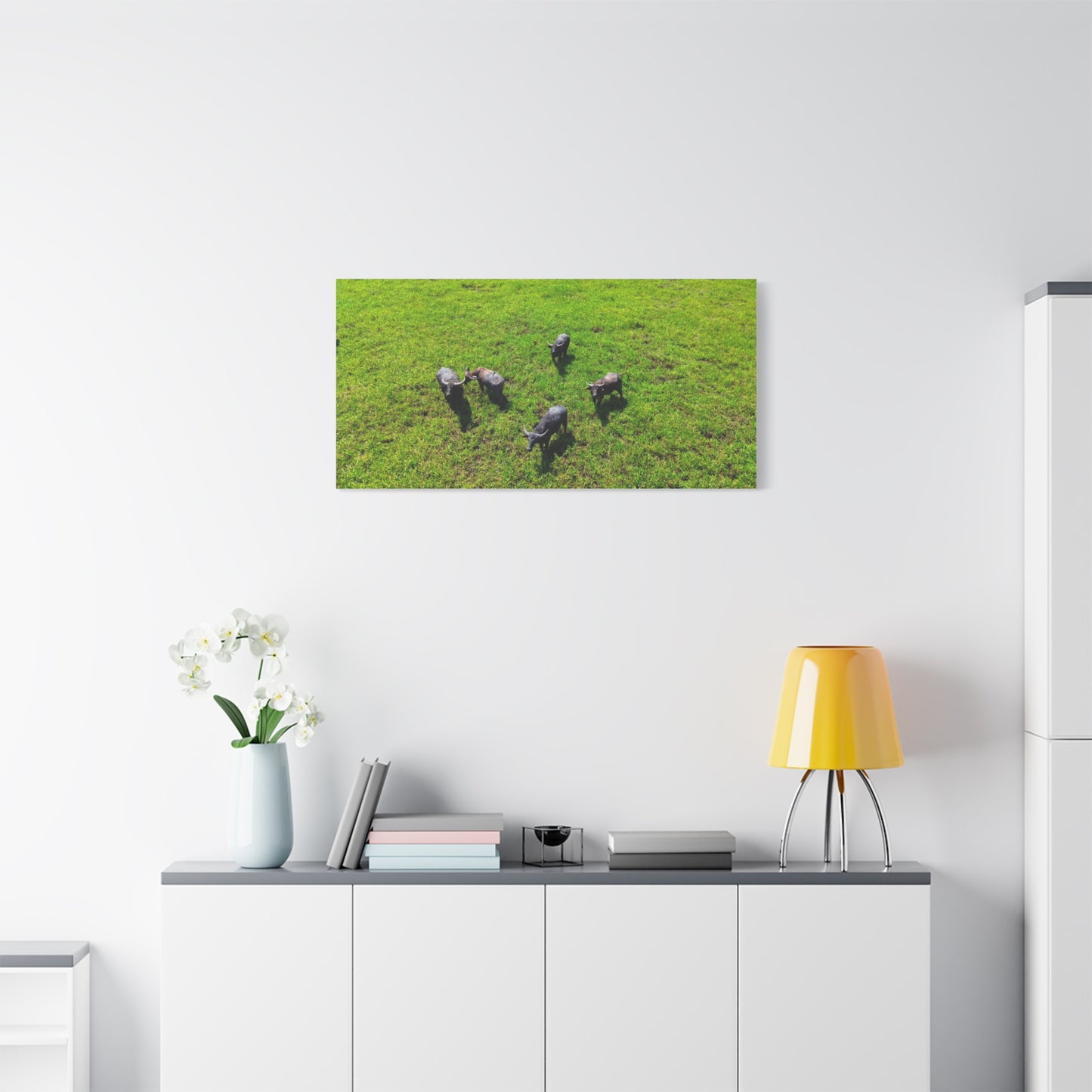 Australia Water Buffalo - Canvas Print