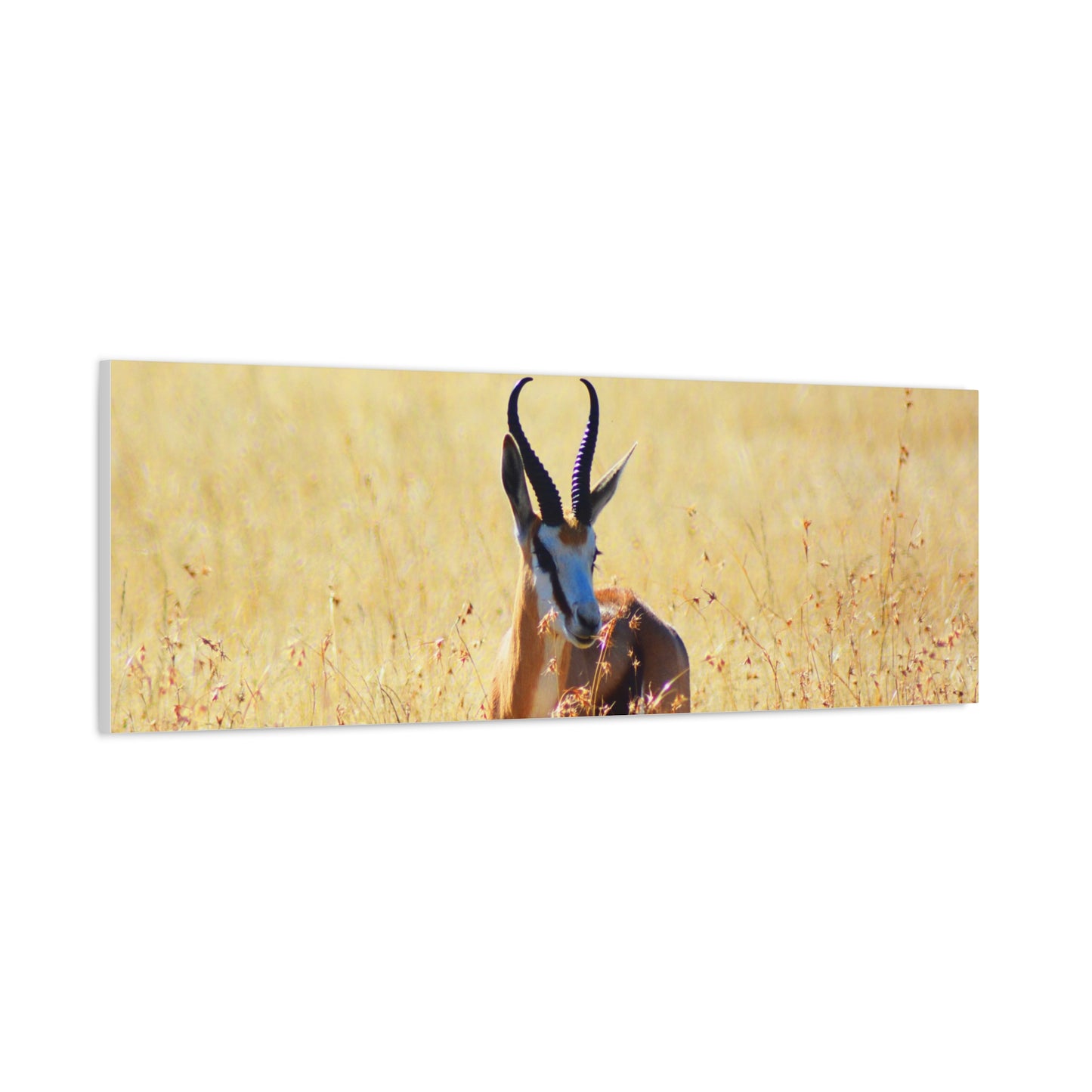 Africa Springbok