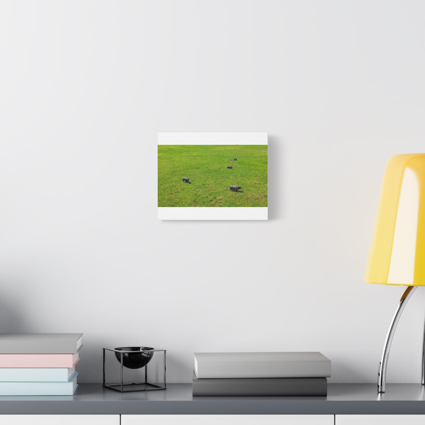 Asiatic Water Buffalo - Canvas Print