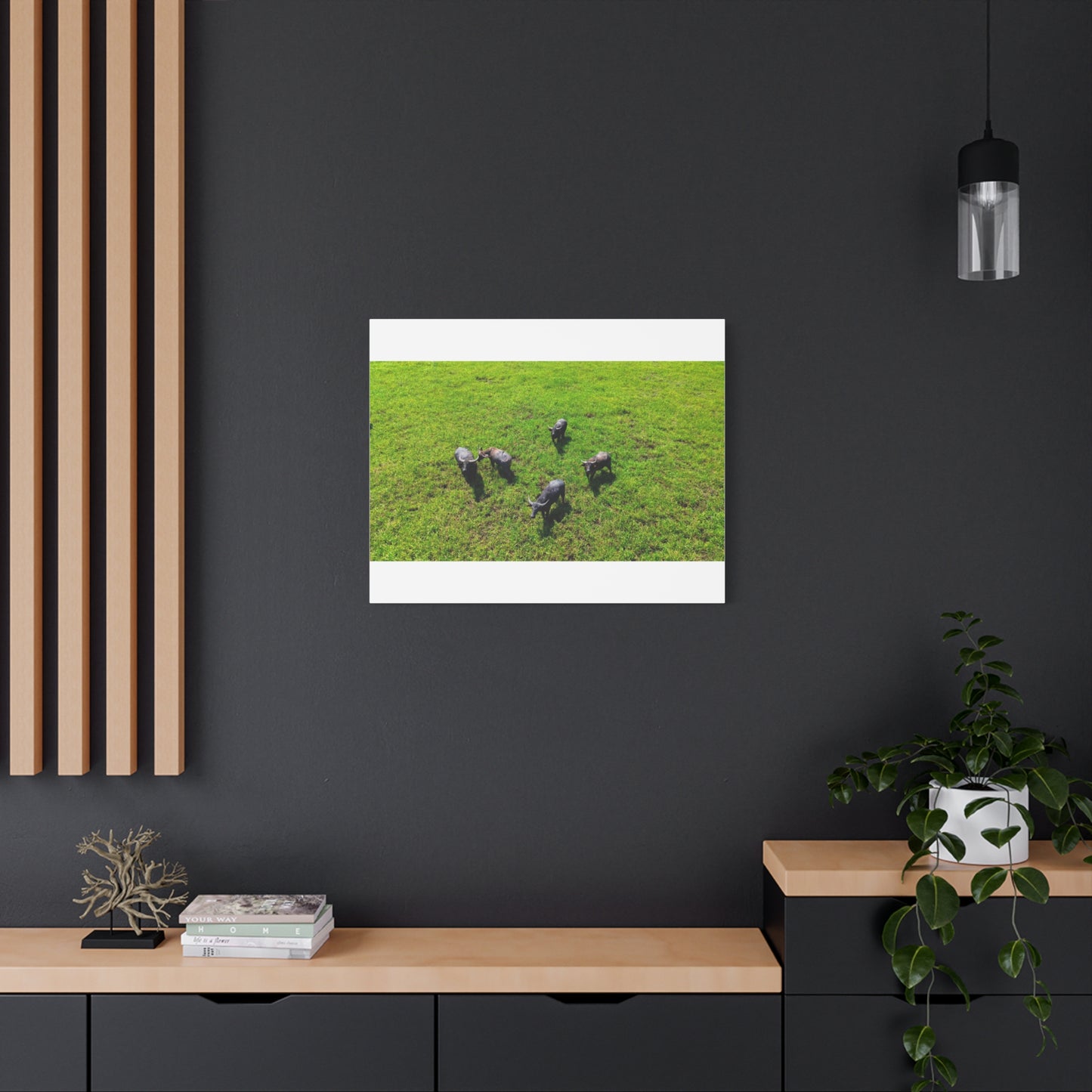 Australia Water Buffalo - Canvas Print