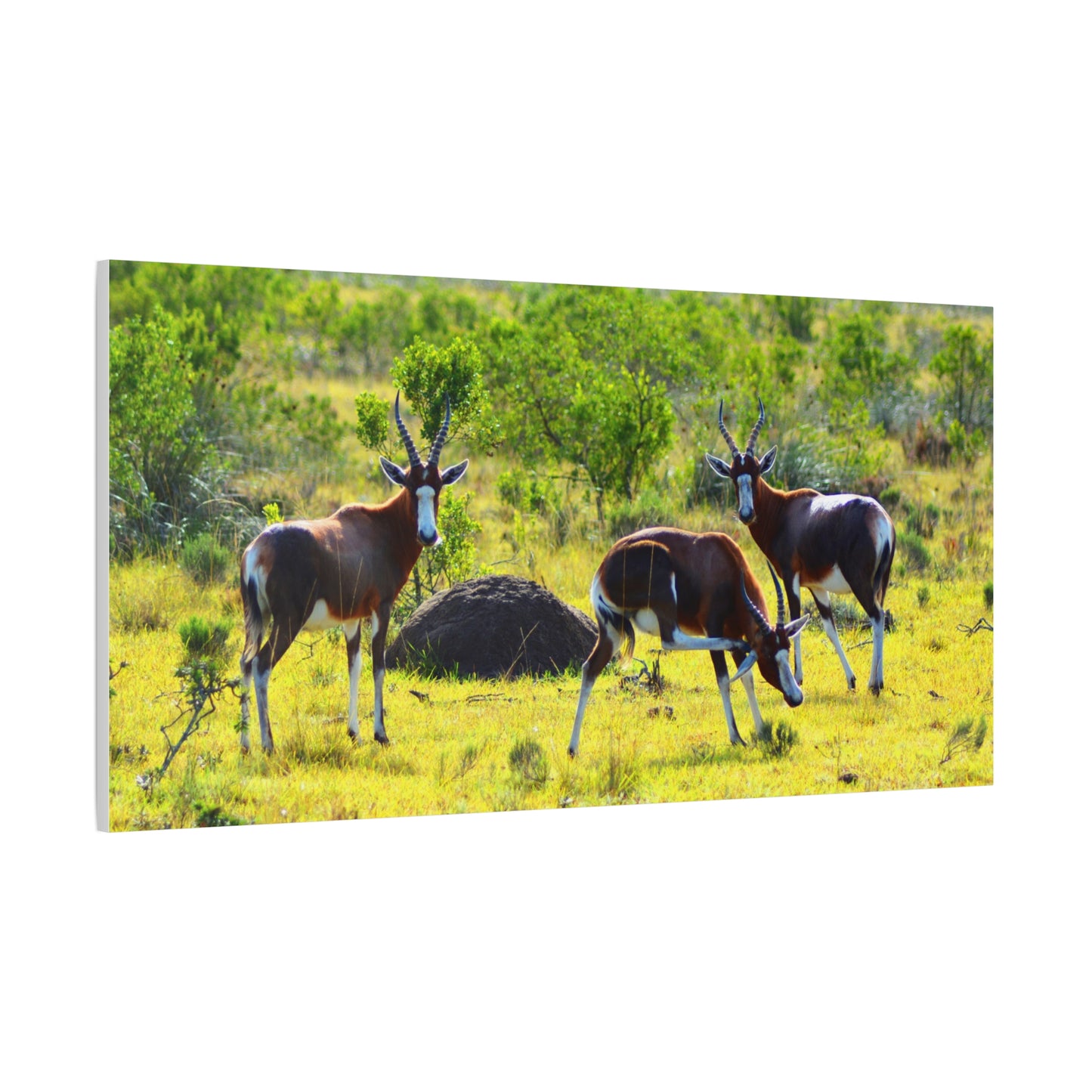 Blesbok in Africa - Canvas Print