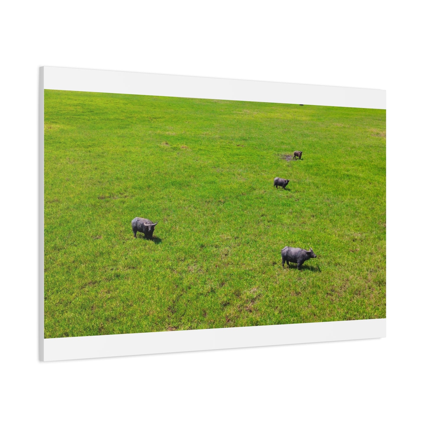 Asiatic Water Buffalo - Canvas Print