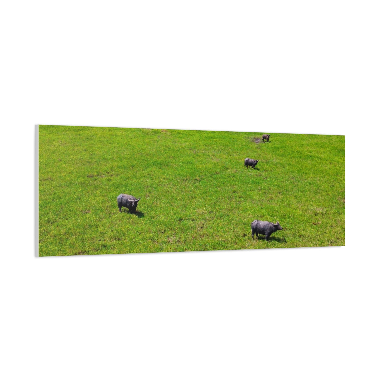 Asiatic Water Buffalo - Canvas Print