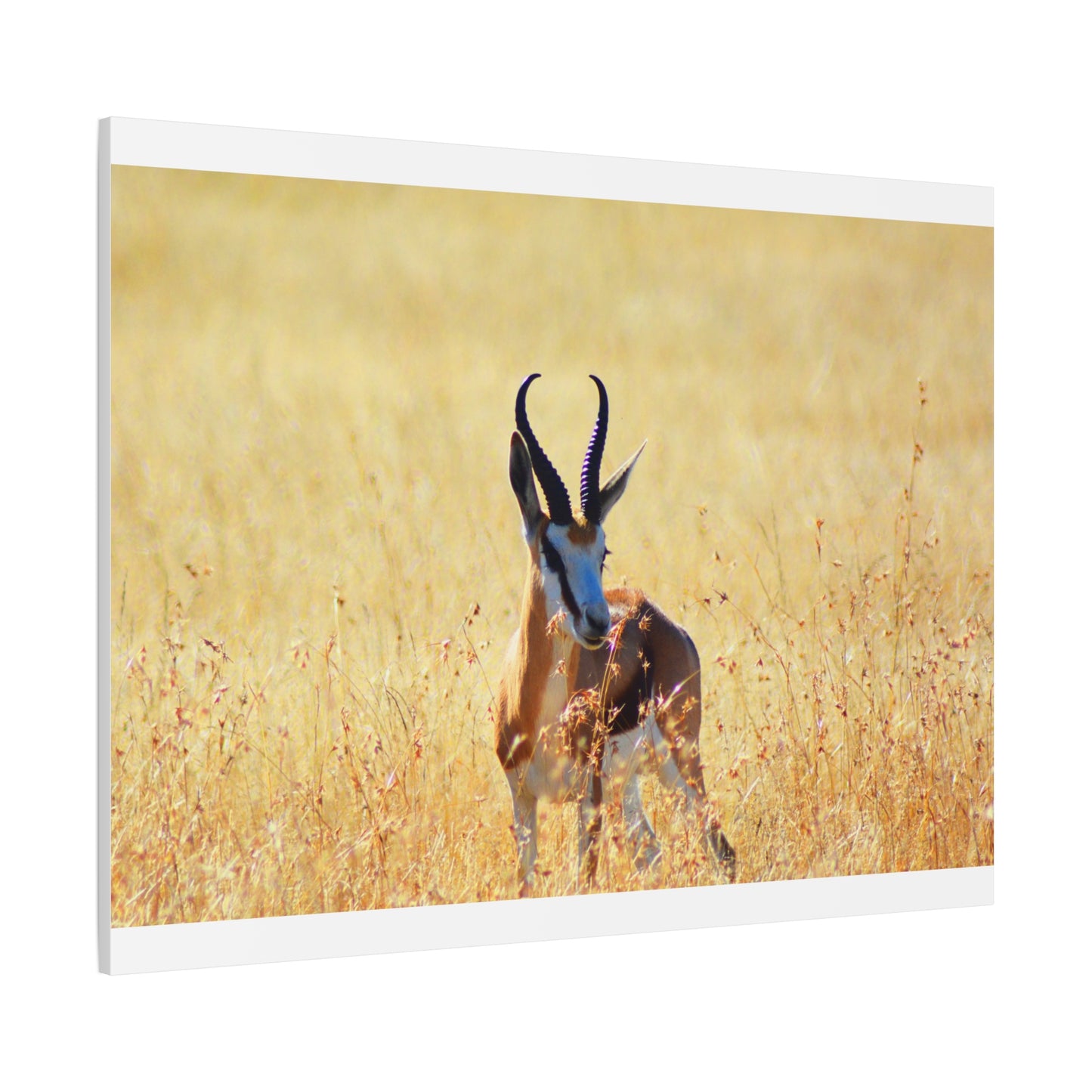 Africa Springbok