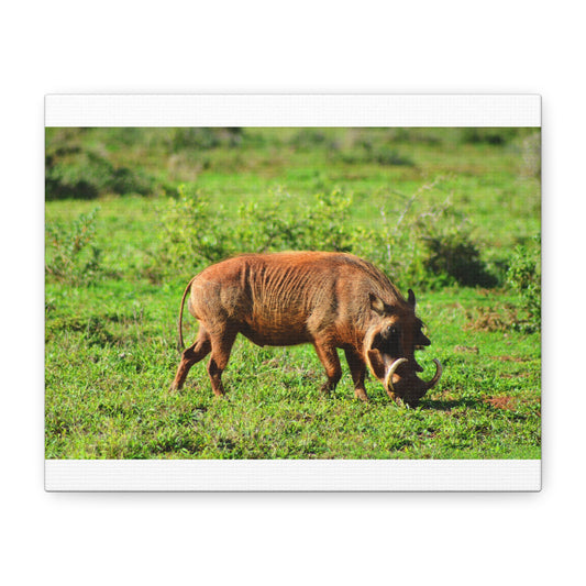 African Warthog - Canvas Print