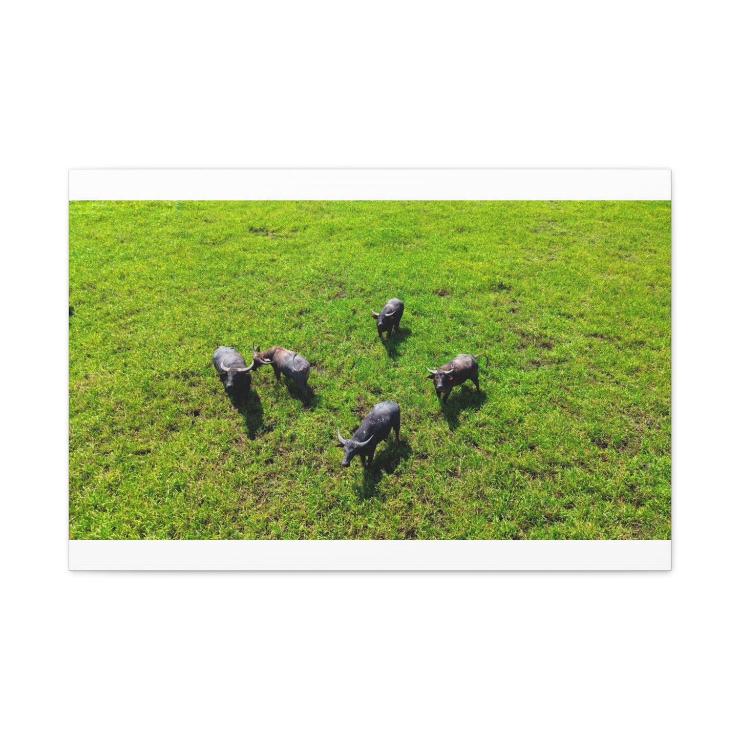 Australia Water Buffalo - Canvas Print