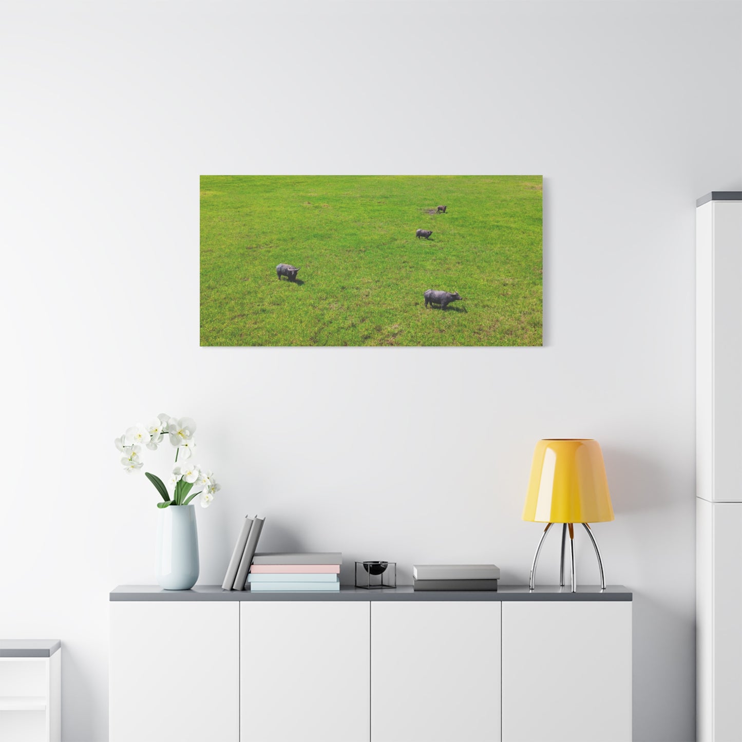 Asiatic Water Buffalo - Canvas Print