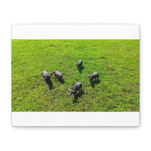 Australia Water Buffalo - Canvas Print