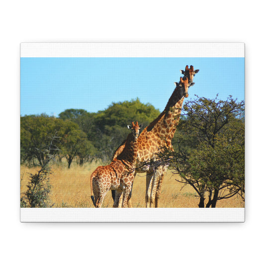 Giraffe Family in Africa