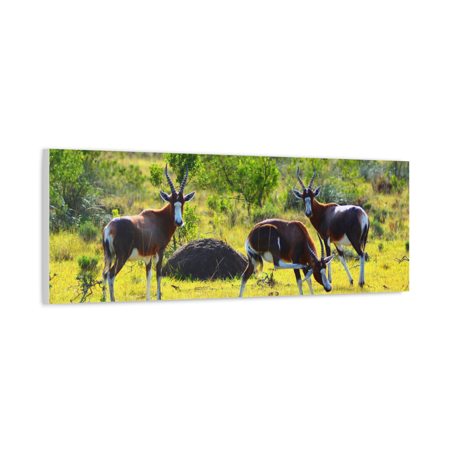 Blesbok in Africa - Canvas Print