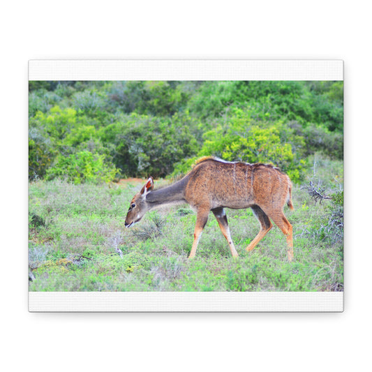 Africa Kudu Cow - Canvas Print