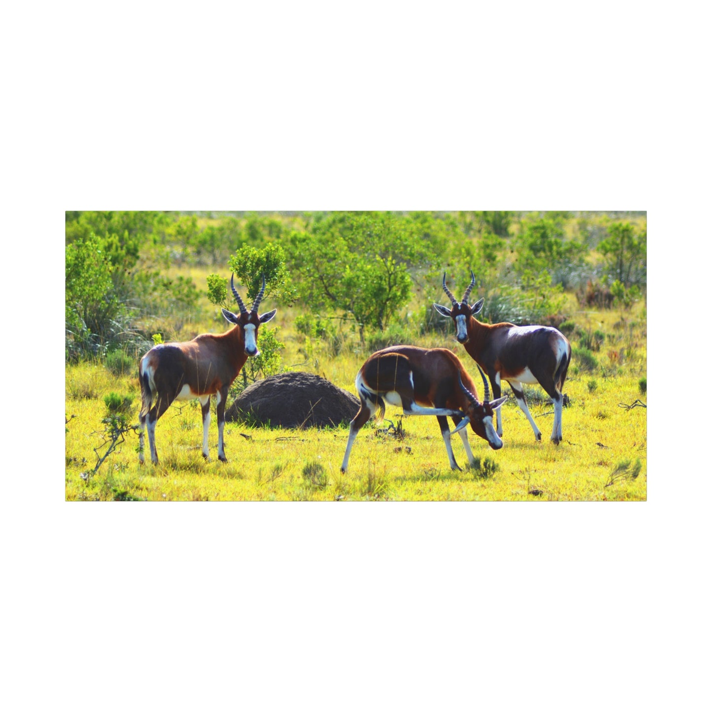 Blesbok in Africa - Canvas Print