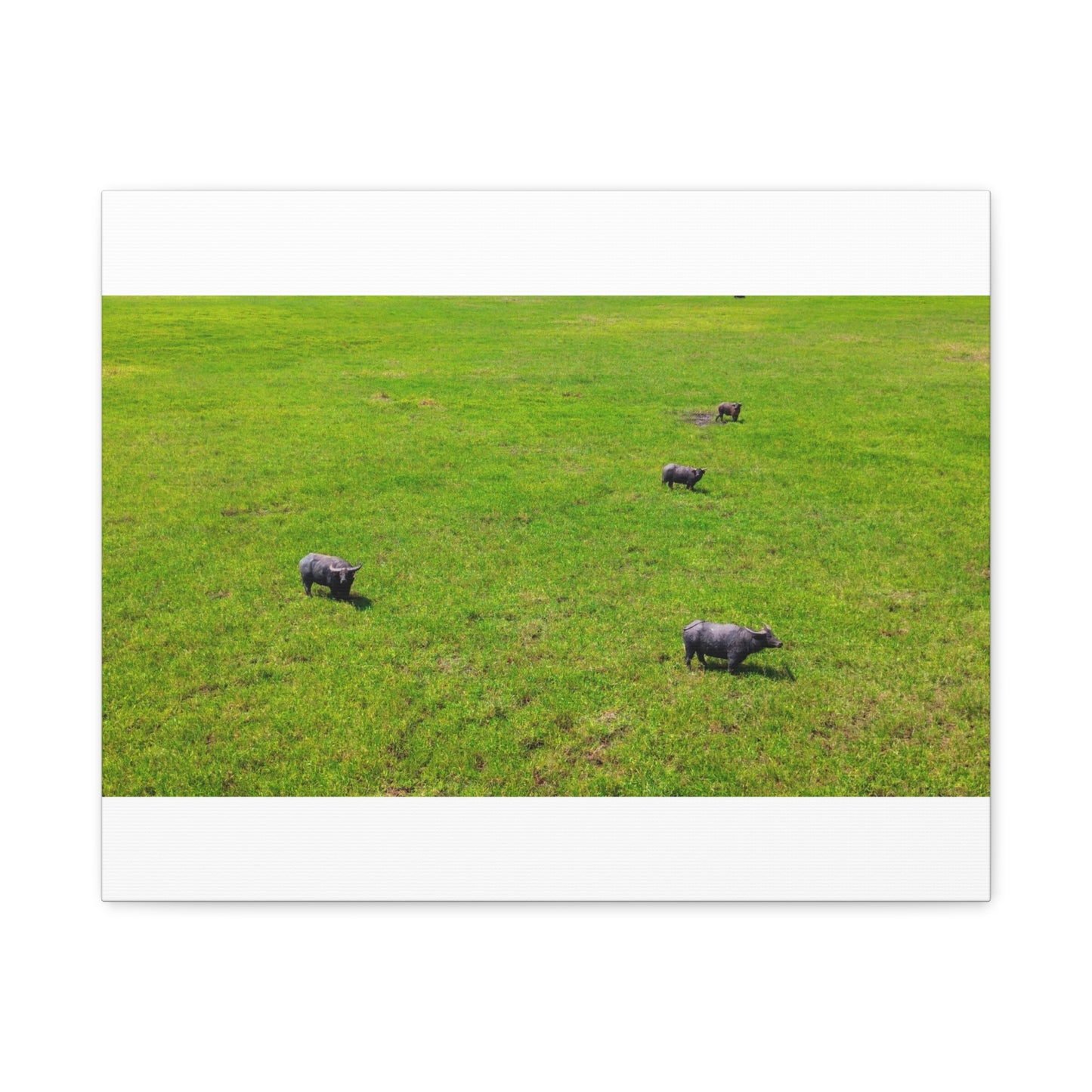 Asiatic Water Buffalo - Canvas Print