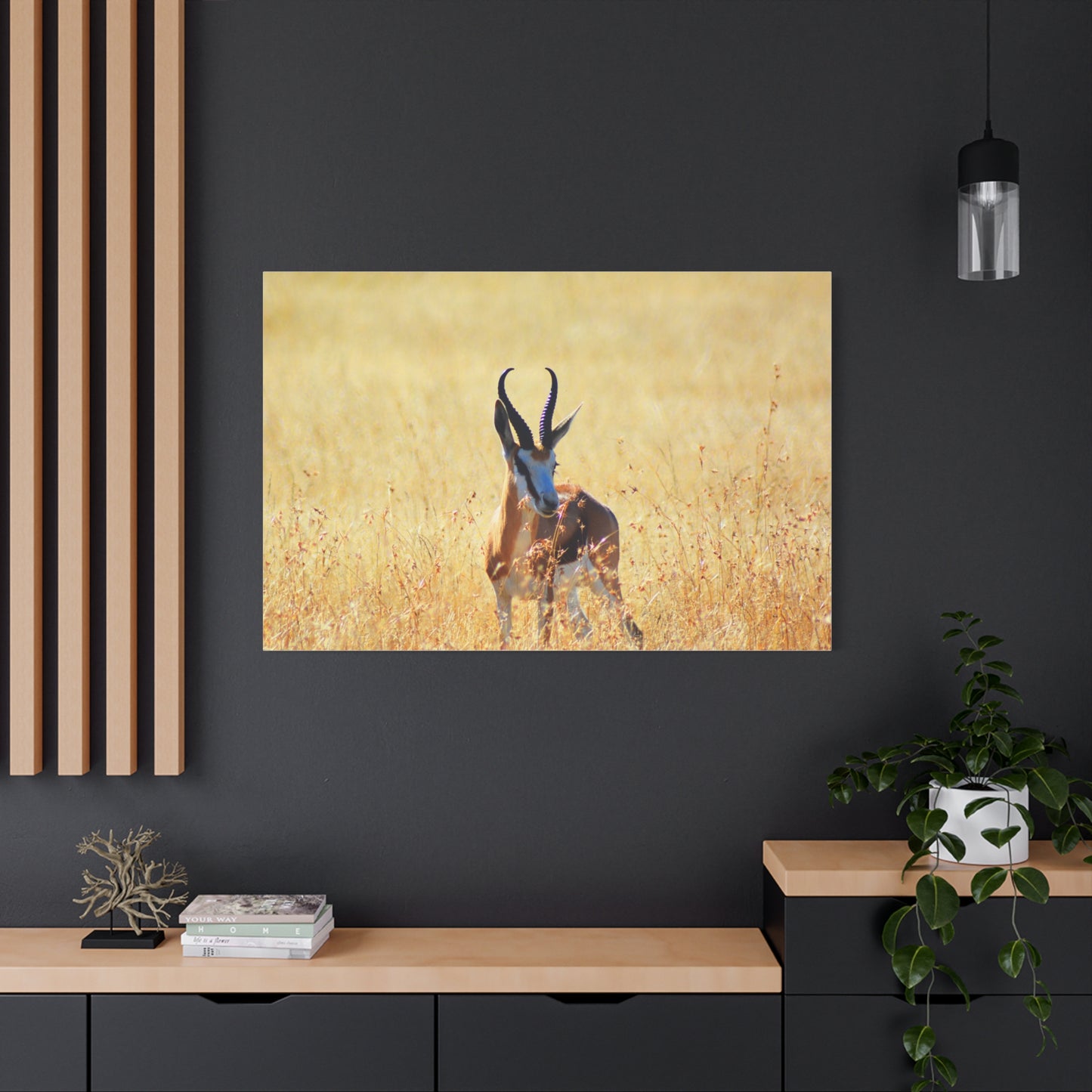 Africa Springbok