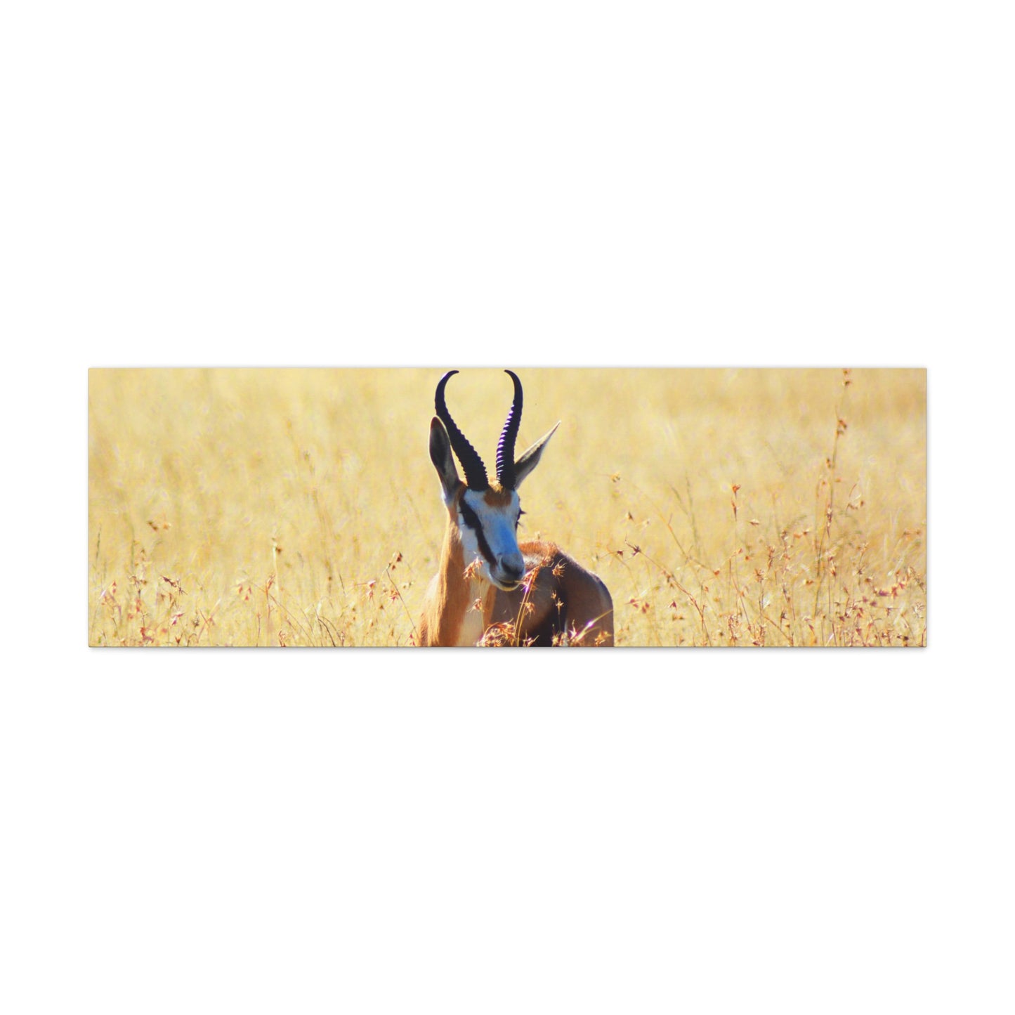 Africa Springbok