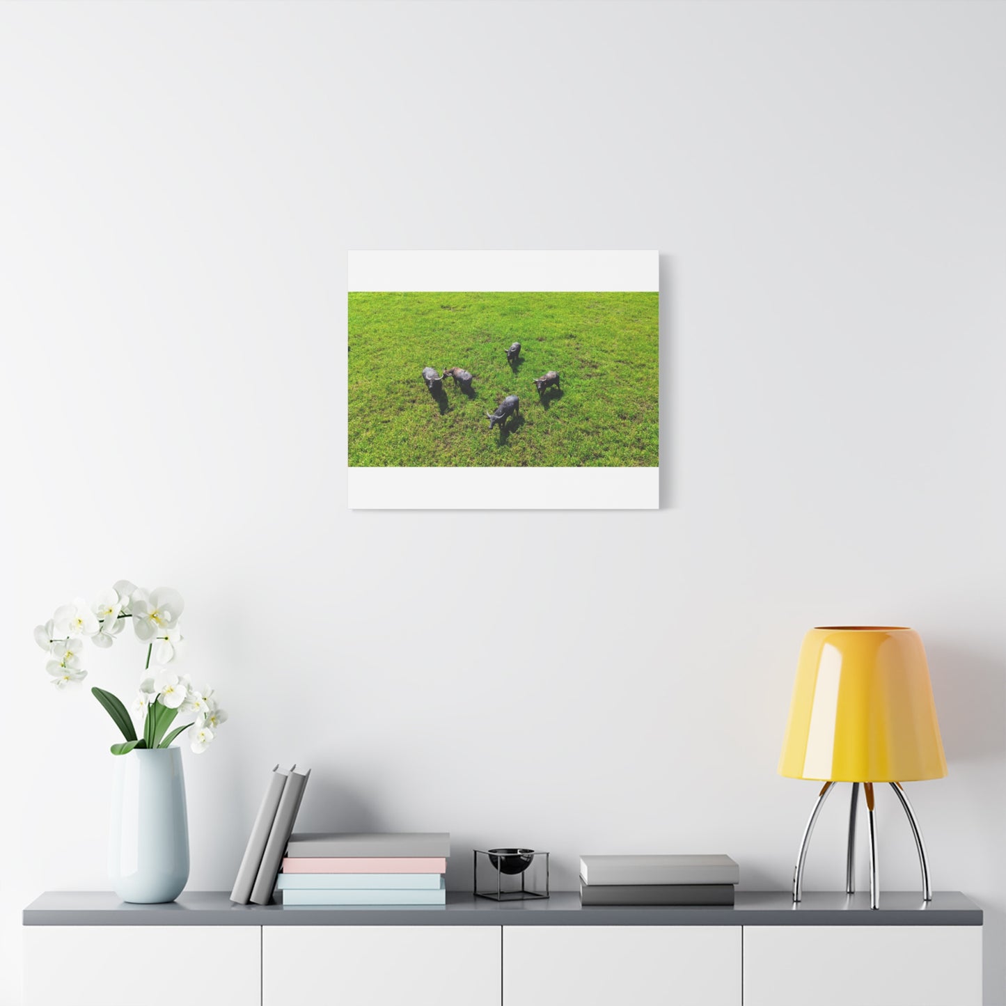 Australia Water Buffalo - Canvas Print