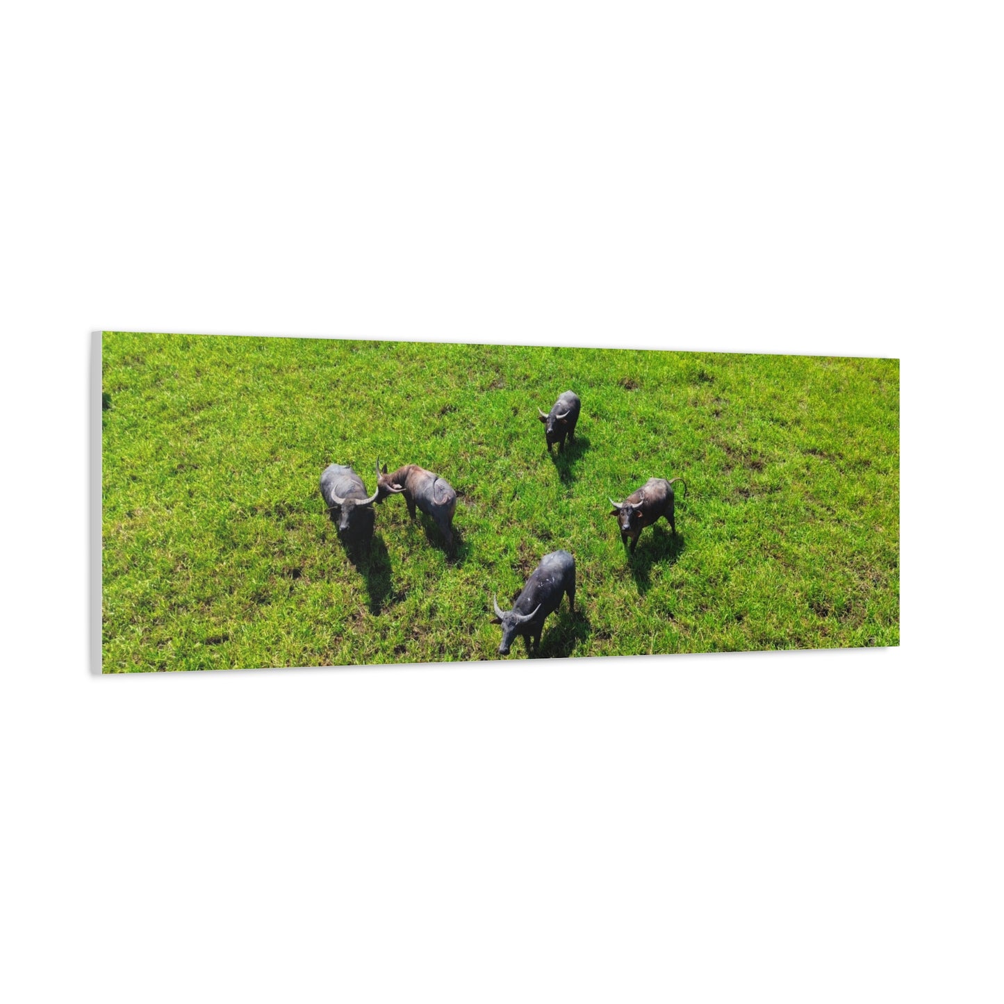 Australia Water Buffalo - Canvas Print