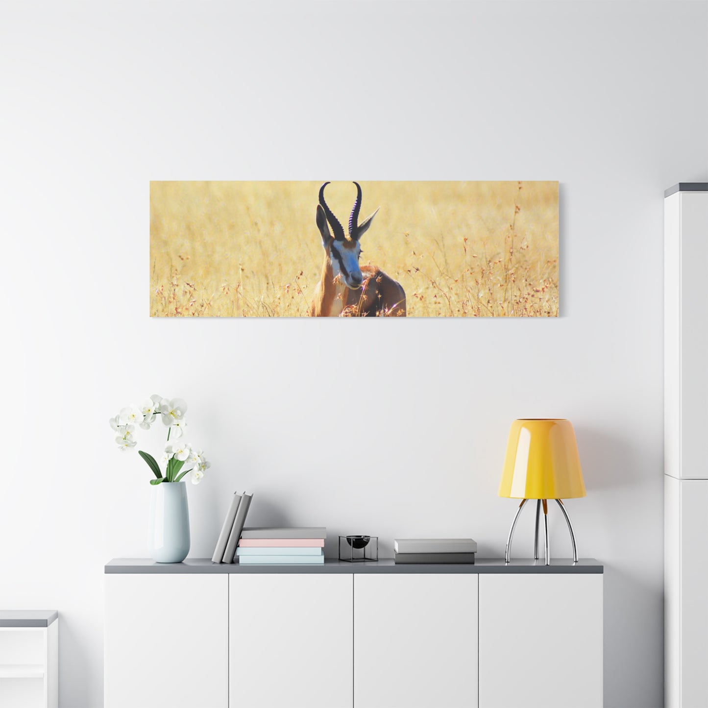 Africa Springbok
