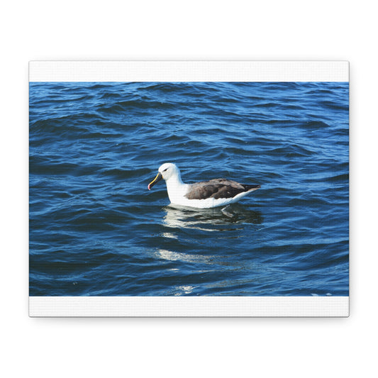 Albatross Canvas Print Sea Bird