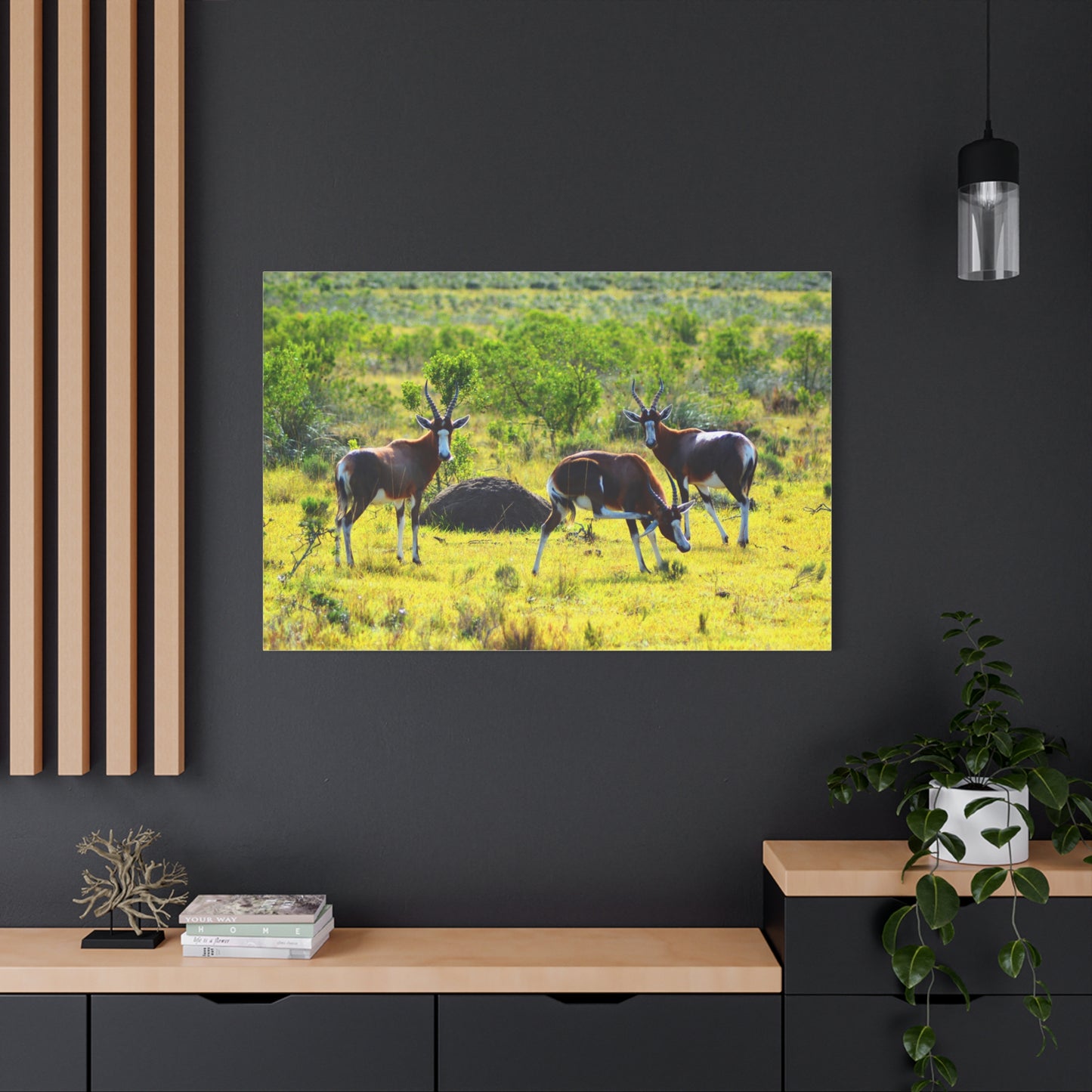 Blesbok in Africa - Canvas Print