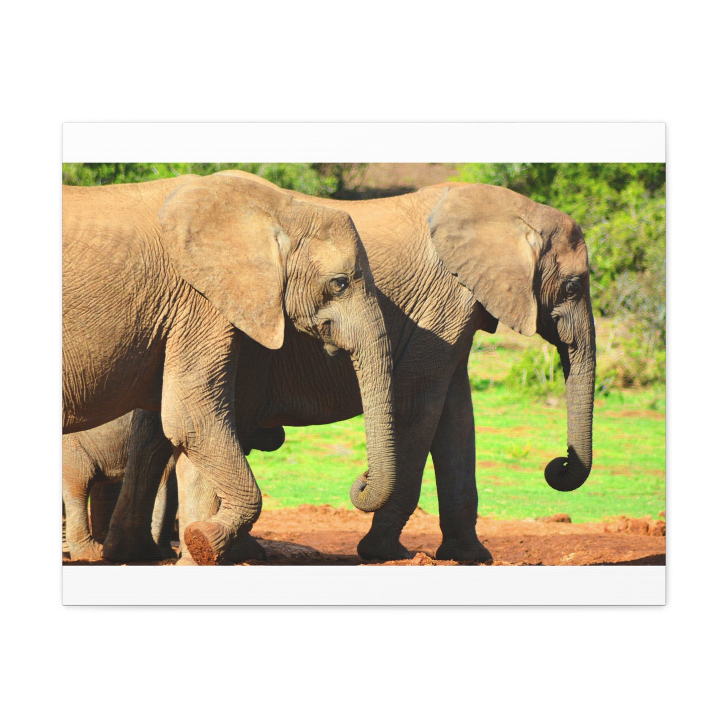 African Elephants - Canvas Print