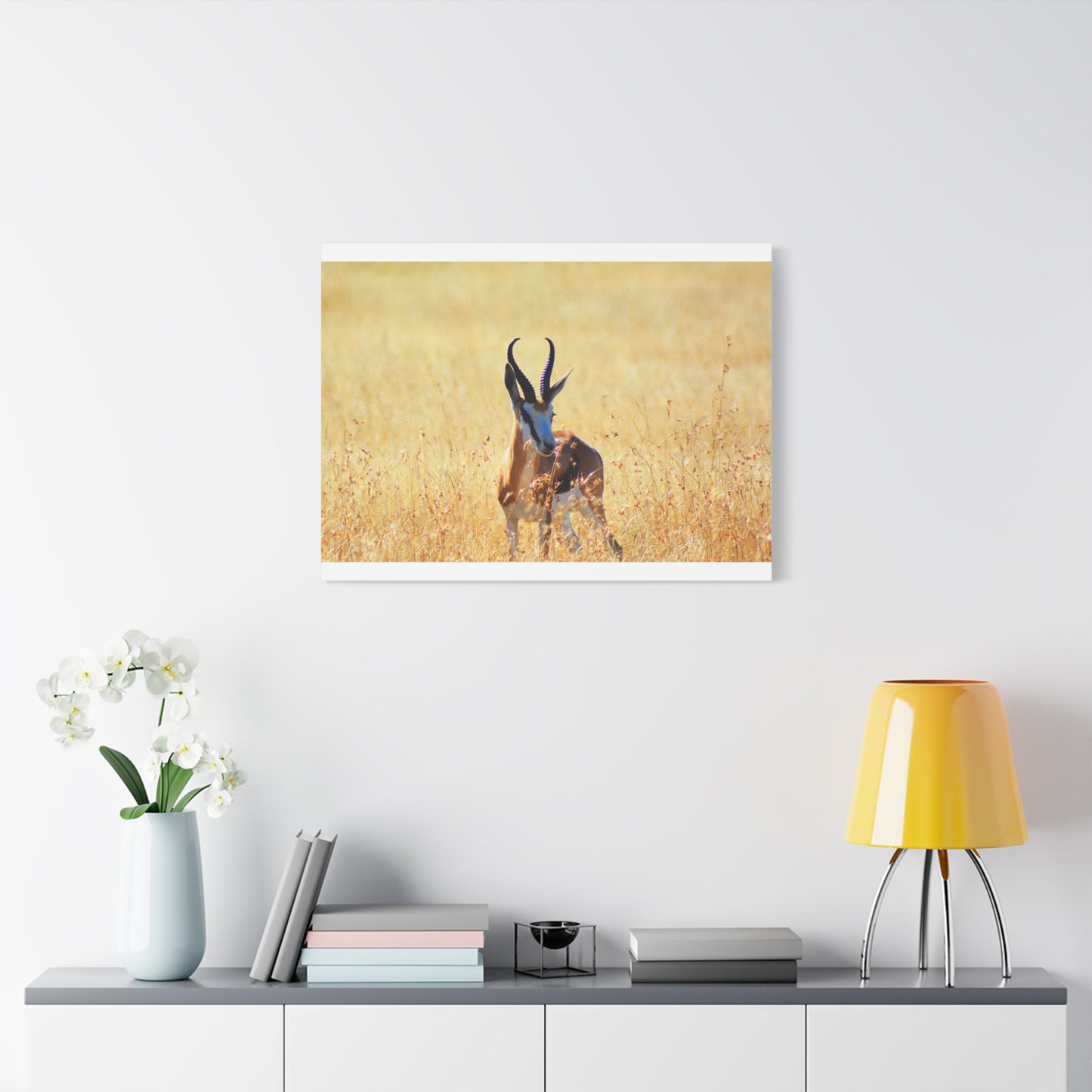 Africa Springbok