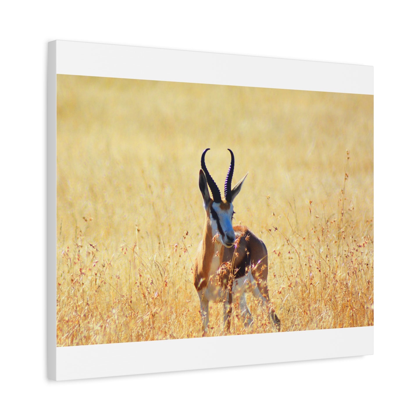 Africa Springbok