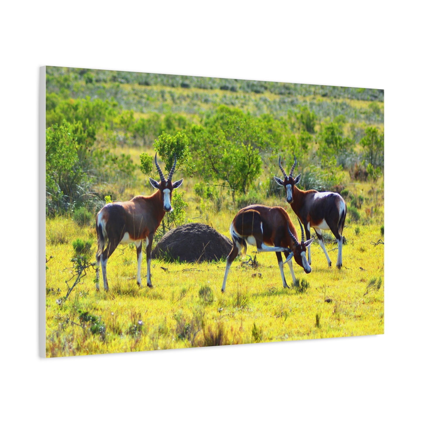 Blesbok in Africa - Canvas Print