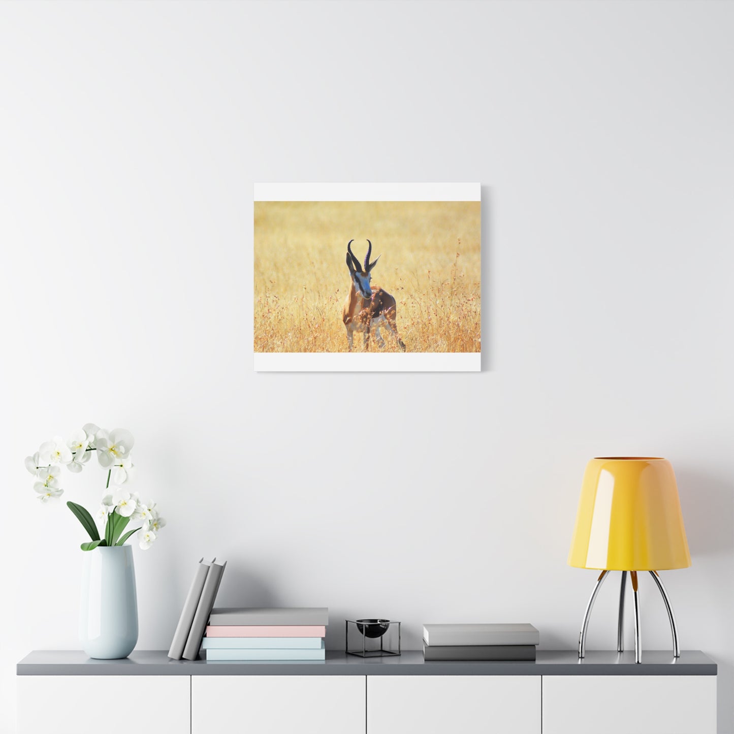 Africa Springbok