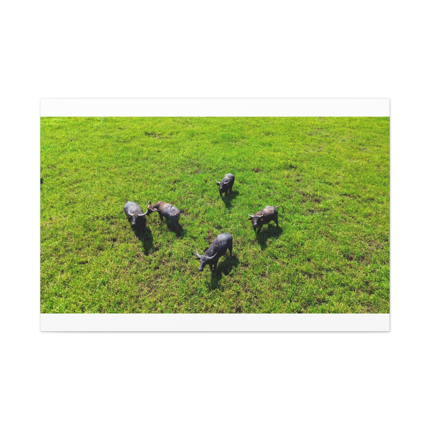 Australia Water Buffalo - Canvas Print
