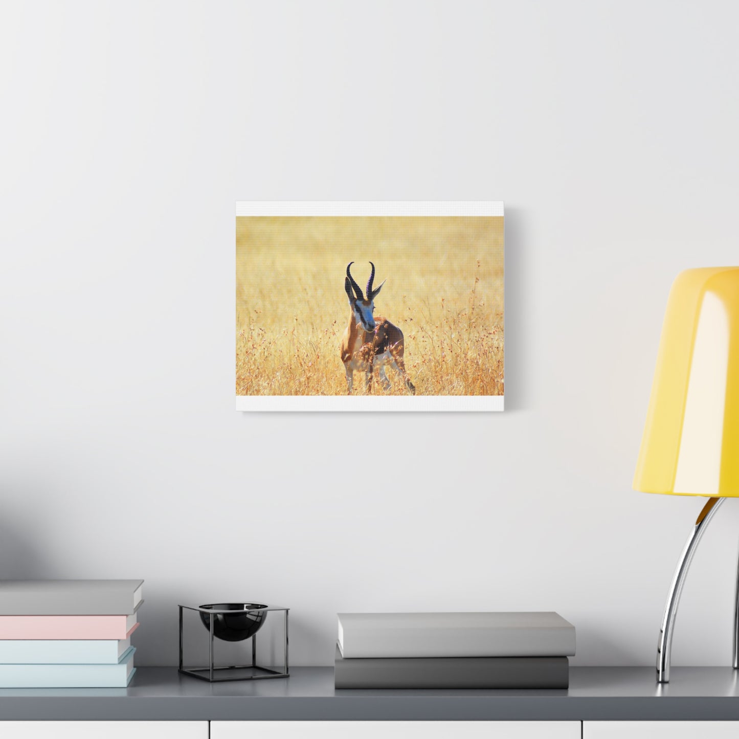 Africa Springbok