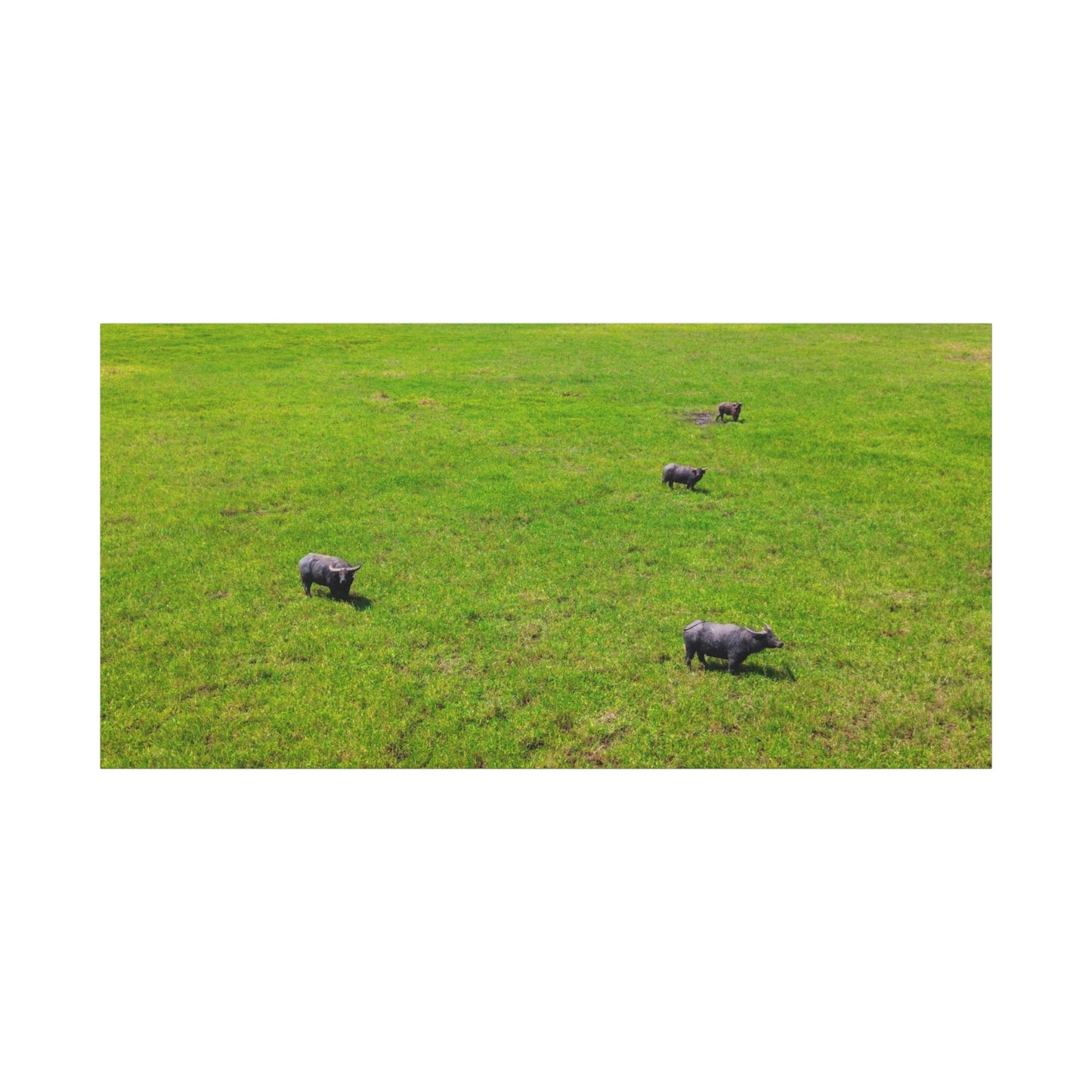 Asiatic Water Buffalo - Canvas Print