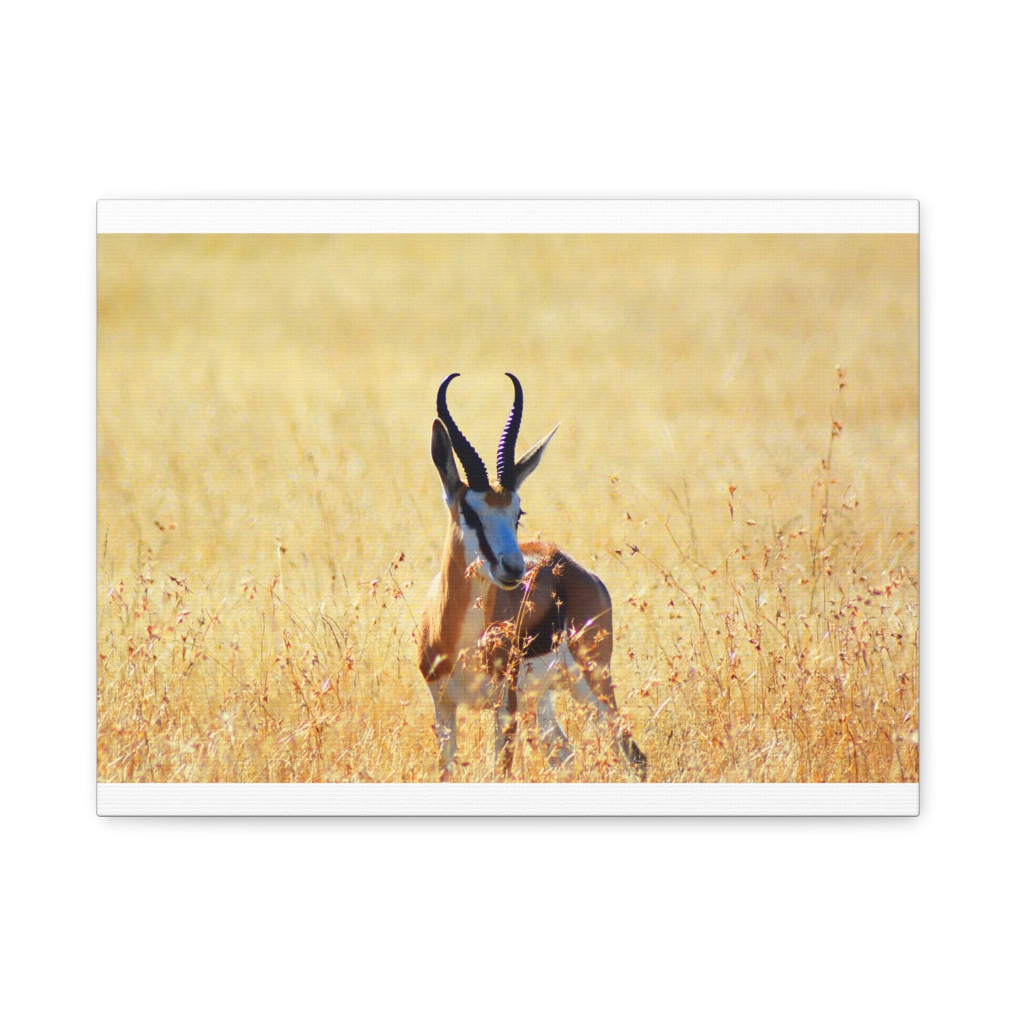 Africa Springbok
