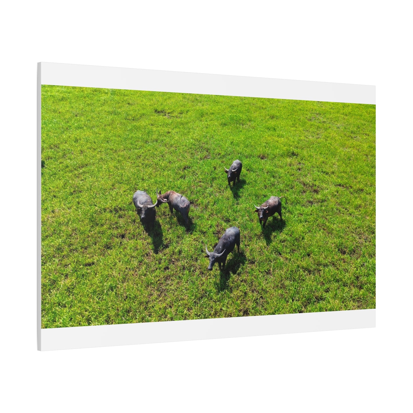 Australia Water Buffalo - Canvas Print