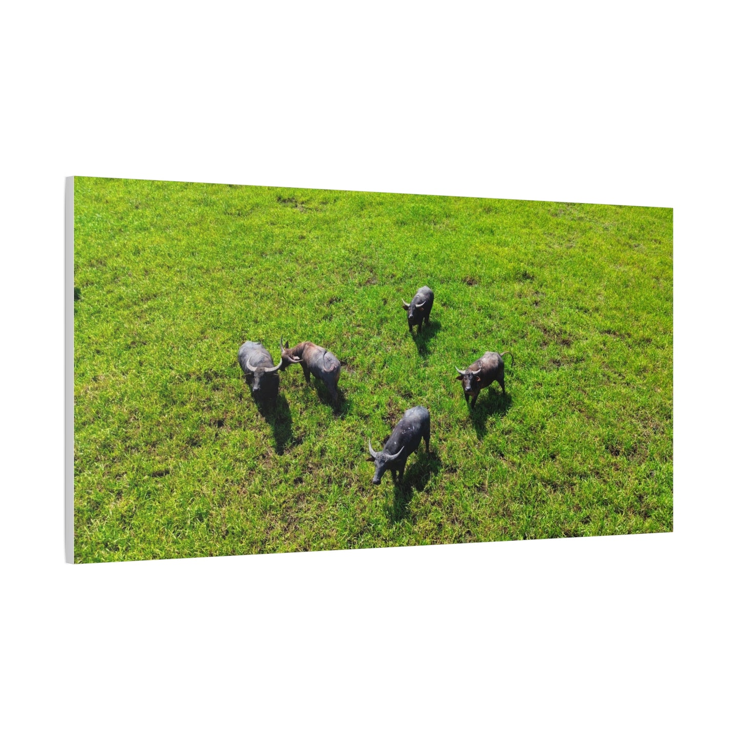 Australia Water Buffalo - Canvas Print