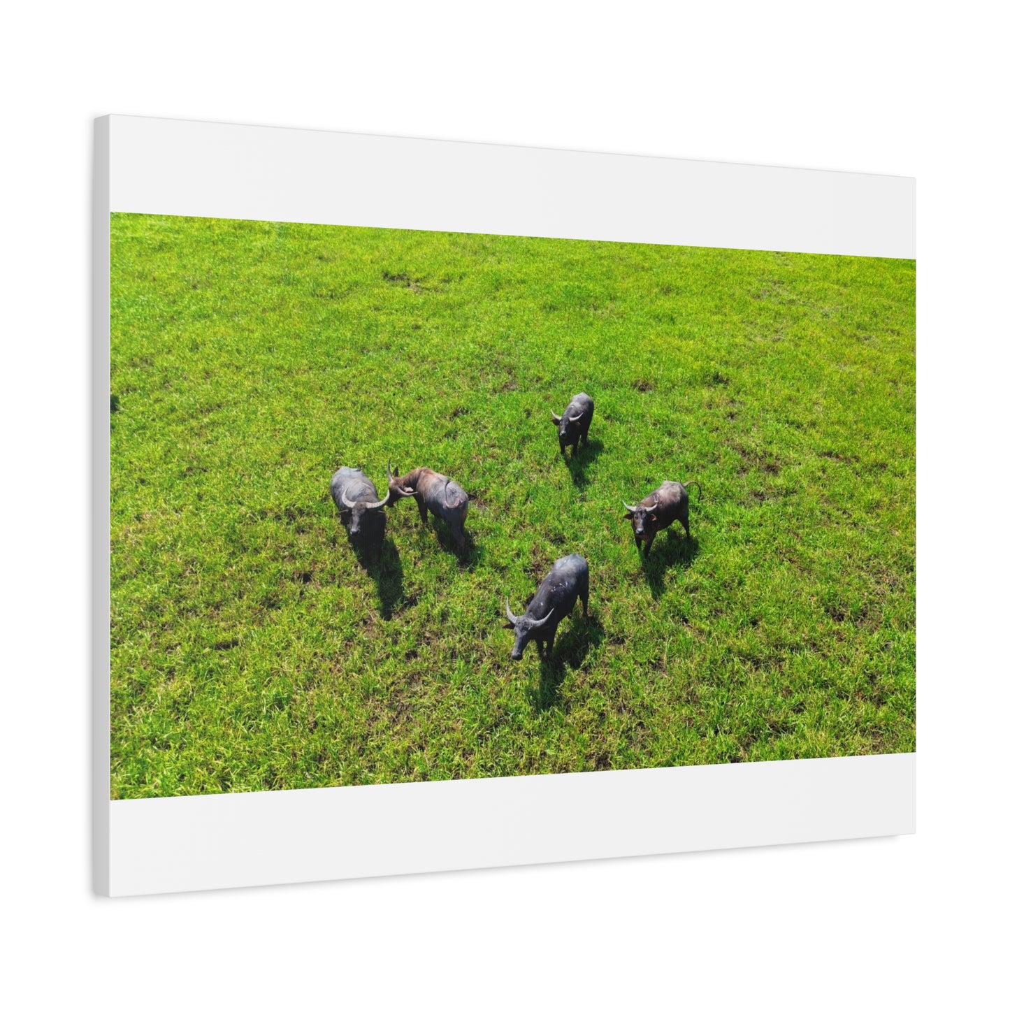 Australia Water Buffalo - Canvas Print