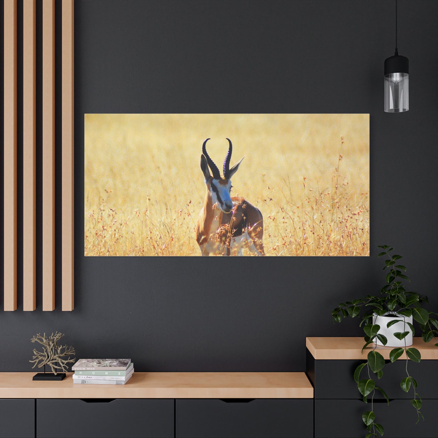 Africa Springbok