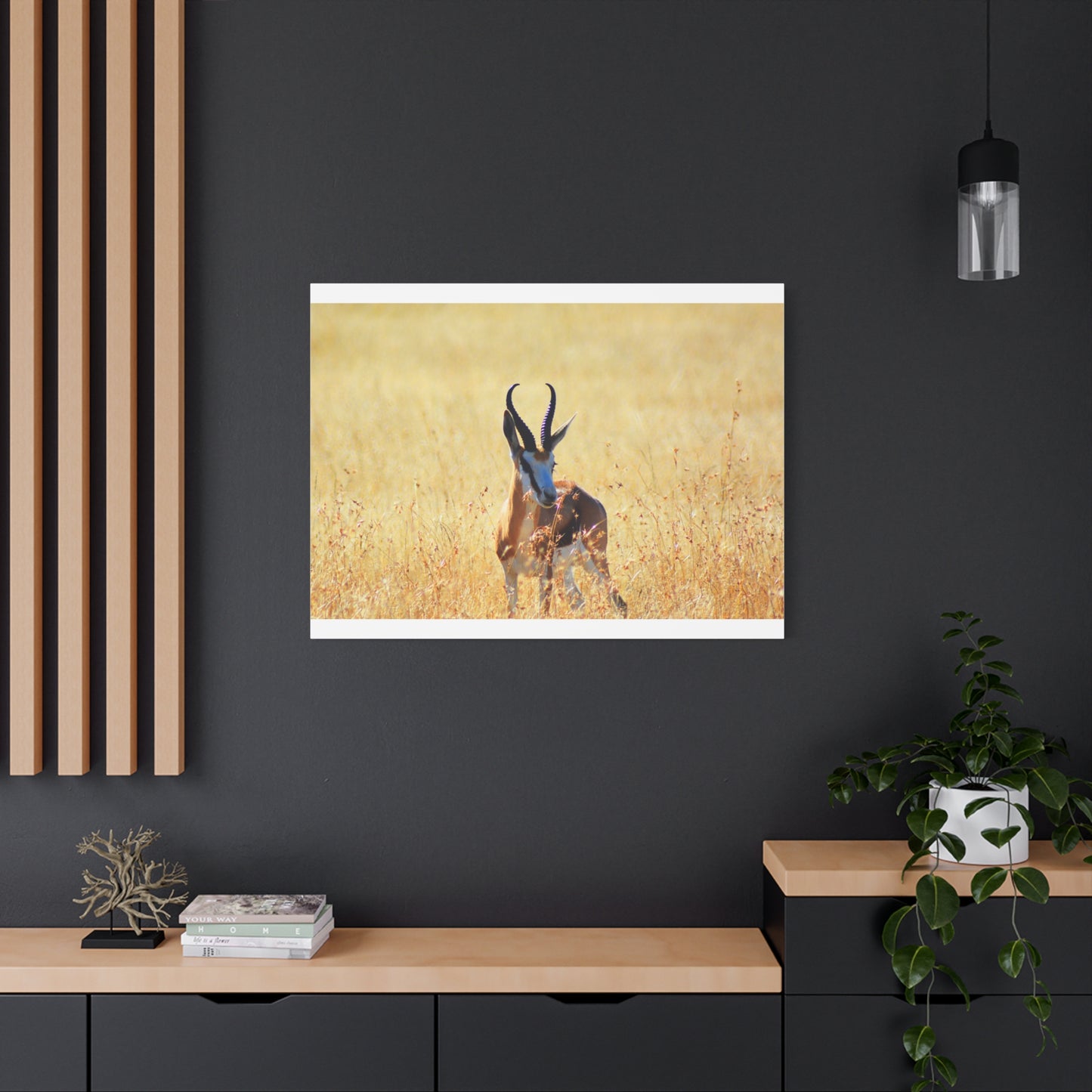 Africa Springbok