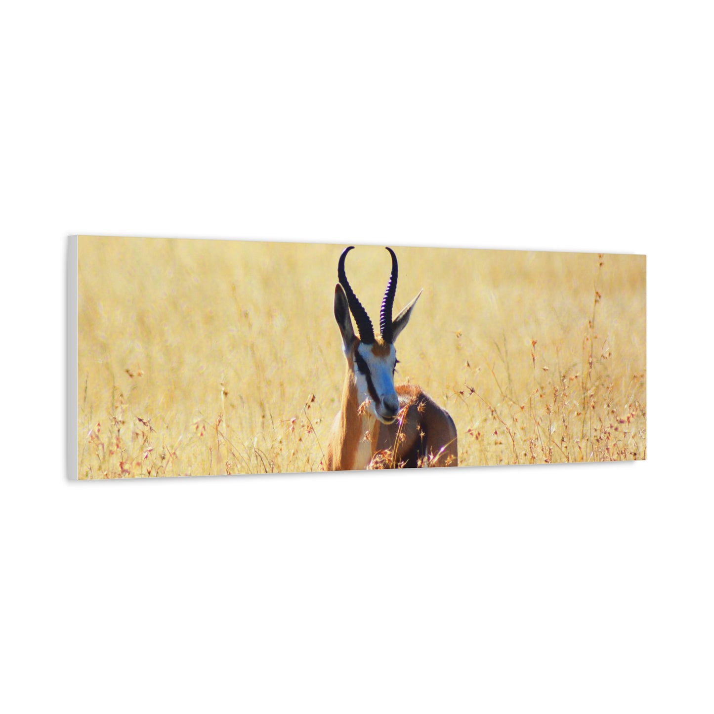 Africa Springbok