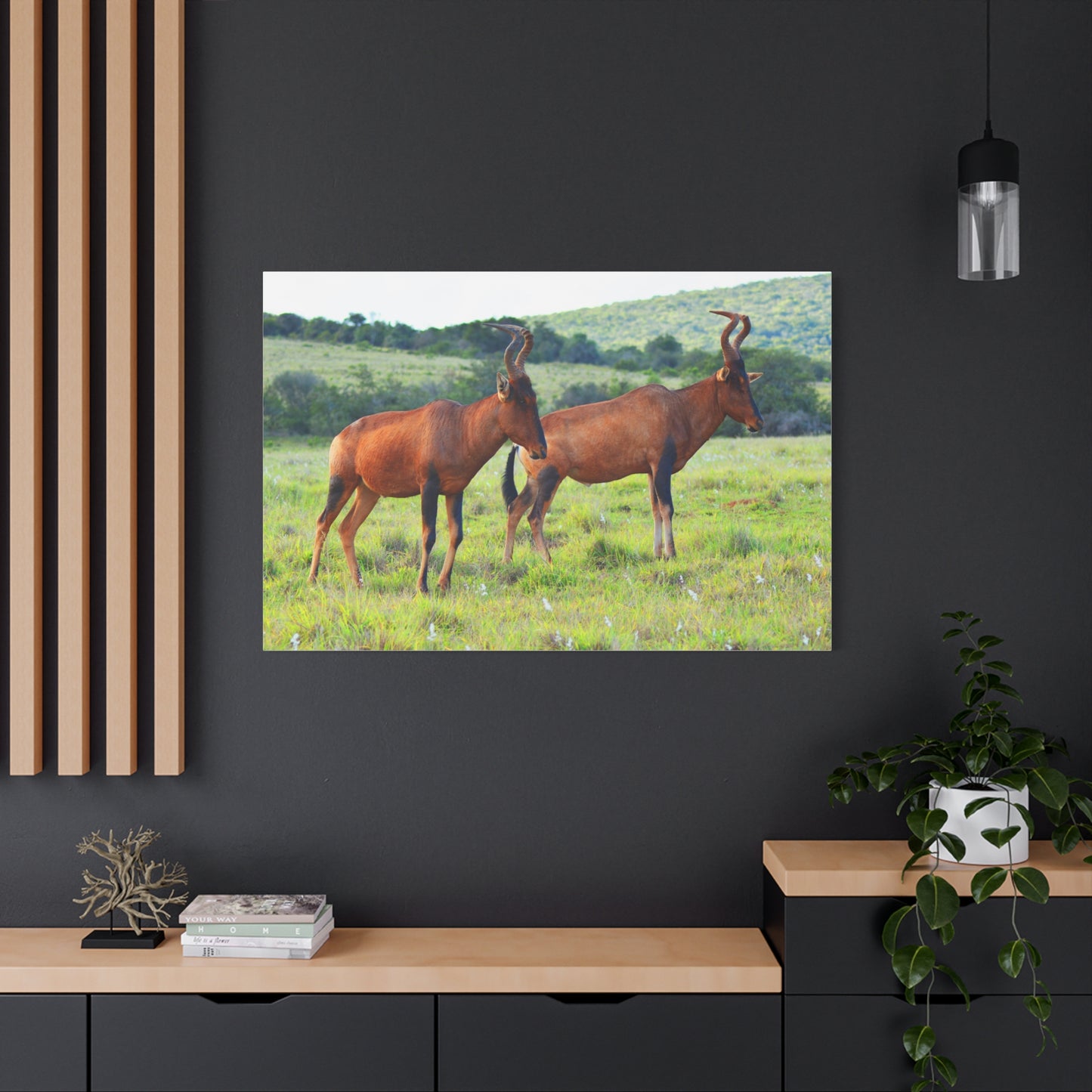 African Red Hartebeest - Canvas Print