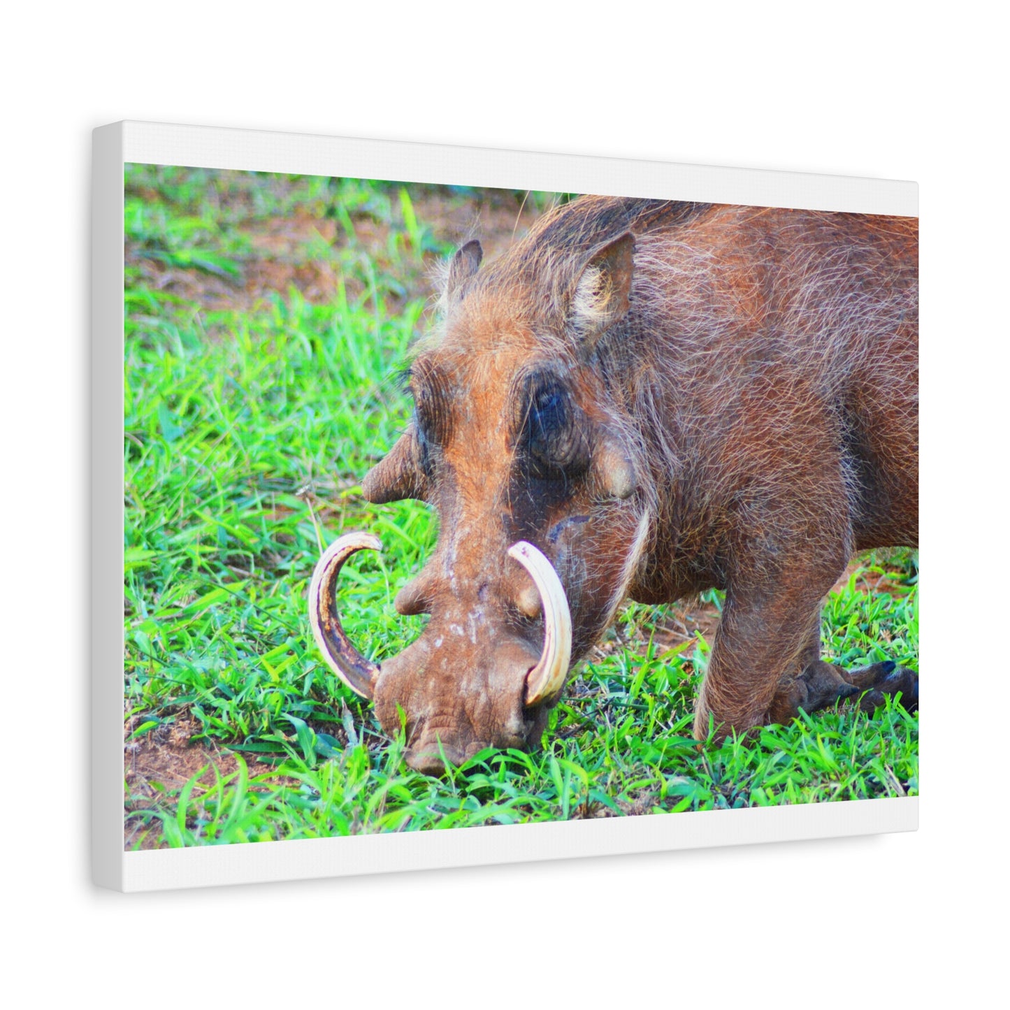 African Warthog Eating - Canvas Print