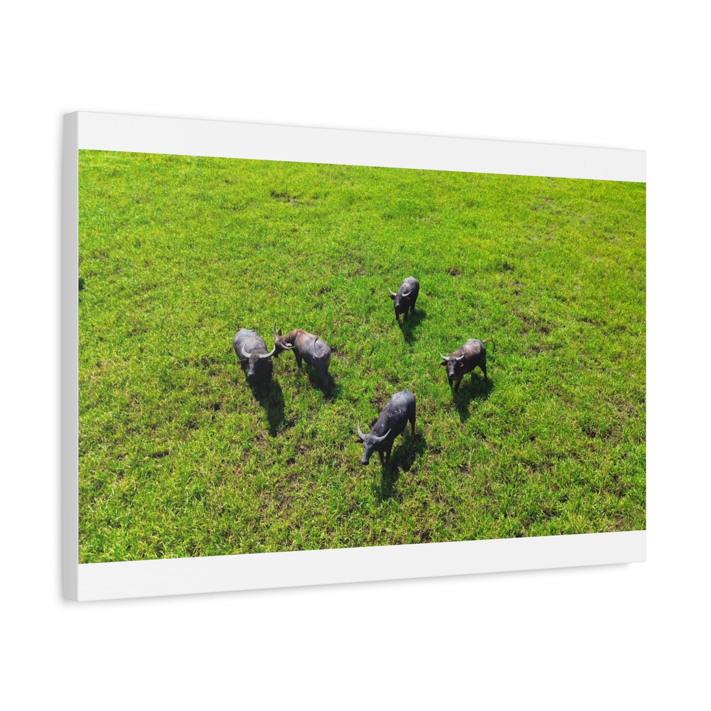Australia Water Buffalo - Canvas Print