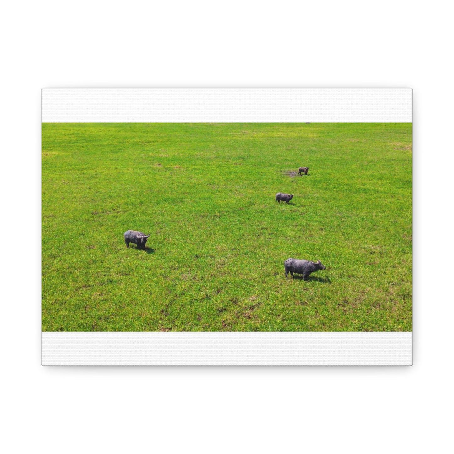 Asiatic Water Buffalo - Canvas Print