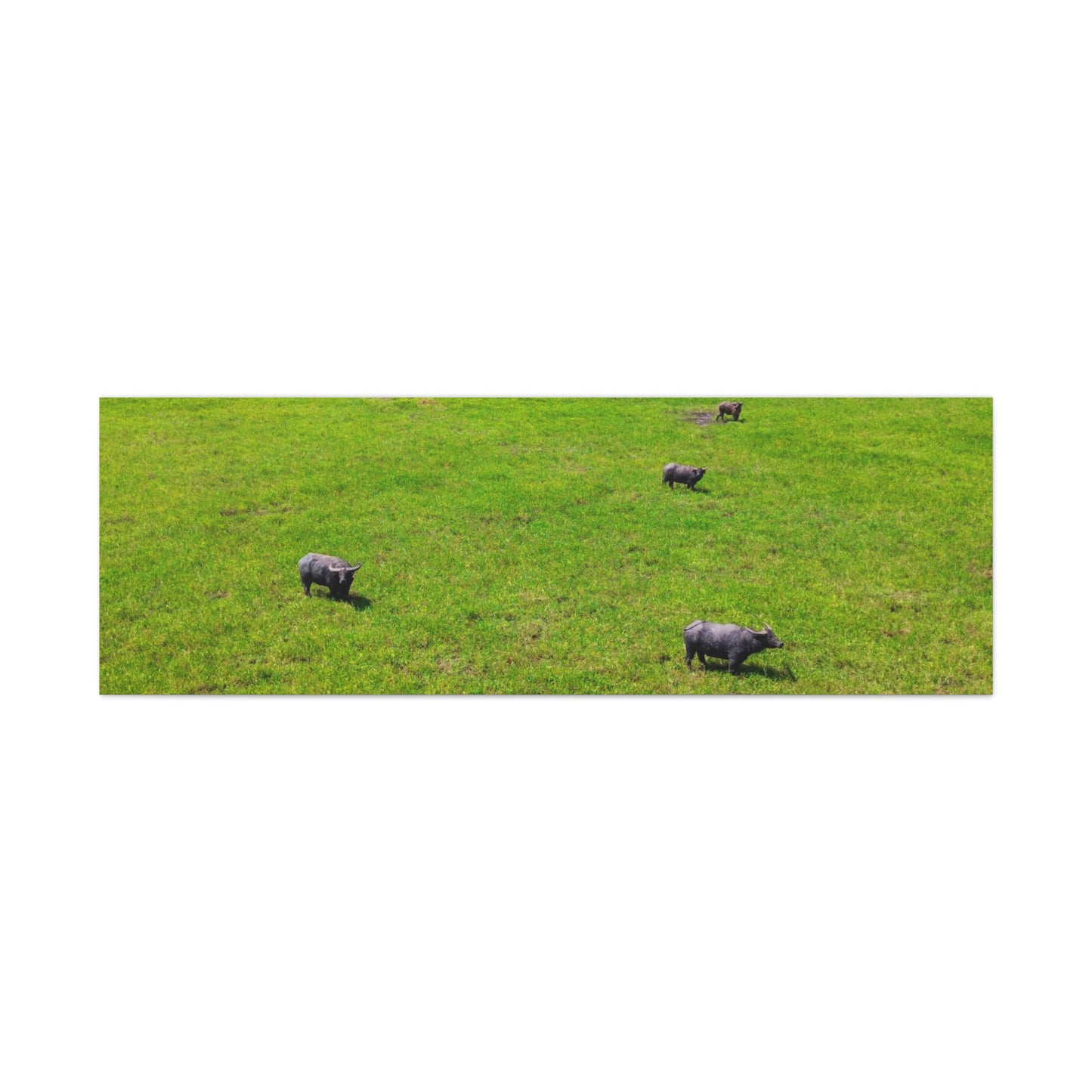 Asiatic Water Buffalo - Canvas Print