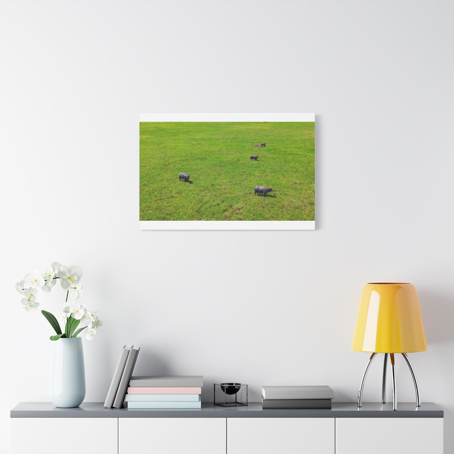 Asiatic Water Buffalo - Canvas Print