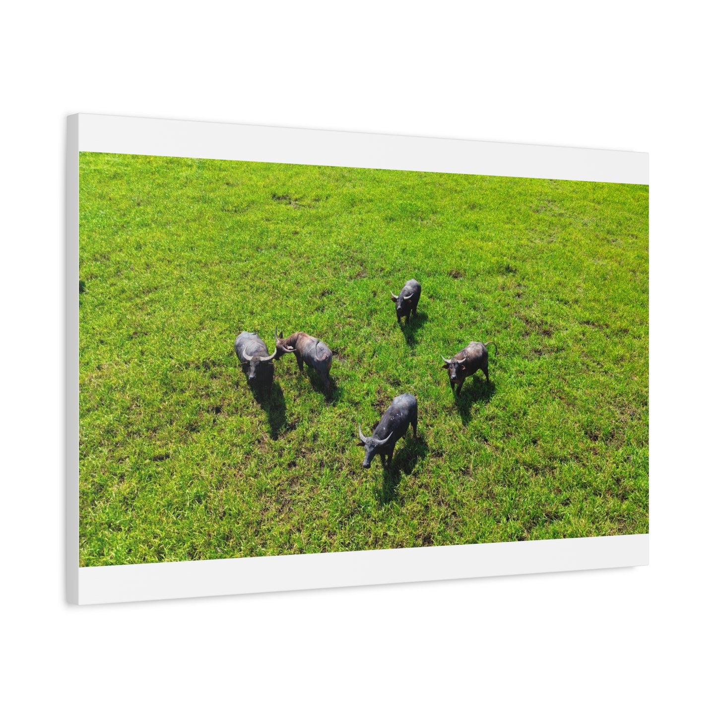 Australia Water Buffalo - Canvas Print