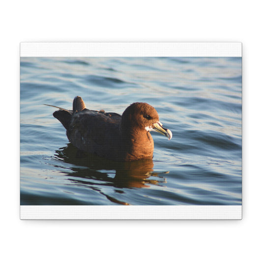 Bird Art Wall Decor, Coastal Wall Art, Ocean Decor, Nature Photography, Sea Bird Print