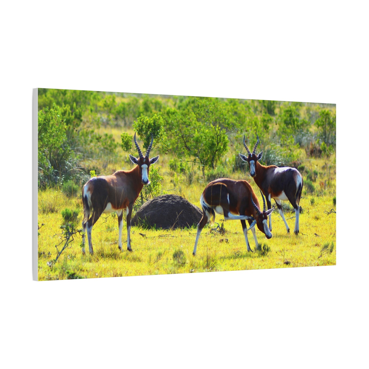 Blesbok in Africa - Canvas Print