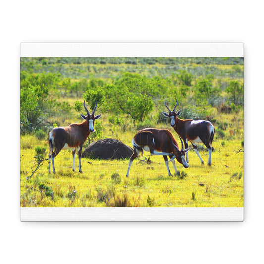 Blesbok in Africa - Canvas Print