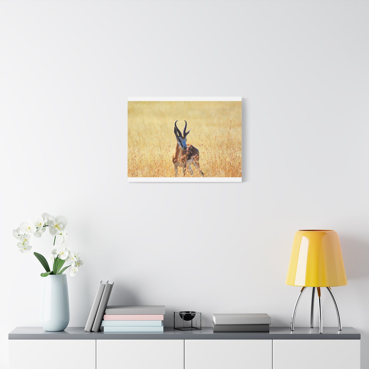 Africa Springbok